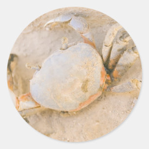 Sticker Rond Crabe