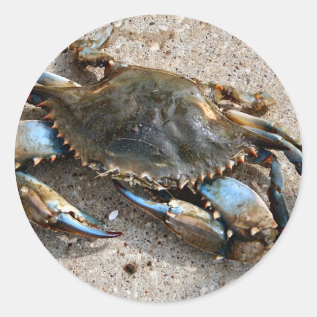 Sticker Rond Crawling de crabe bleu (Devant)