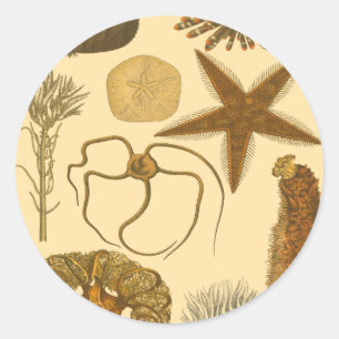 Sticker Rond Créatures sous-marines