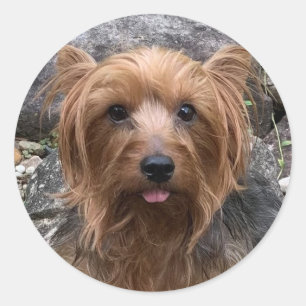 Sticker Rond Créez votre propre chien Photo personnalisée Anima