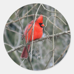 Sticker Rond Crête cardinale rouge