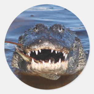 Sticker Rond Crocodile de sourire