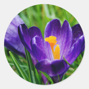 Sticker Rond Crocus printaniers