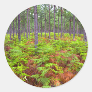 Sticker Rond Croissance de la peau commune (Pteridium Aquilinum