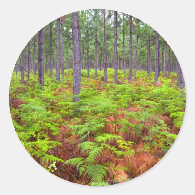 Sticker Rond Croissance du support commun (Pteridium Aquilinum) (Devant)