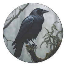 Crow dans un arbre