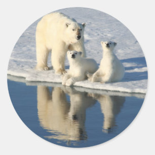 Sticker Rond Curieuse famille d'ours polaires