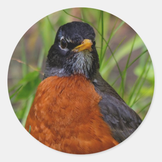 Sticker Rond Curieux oiseau-chanteur américain Robin dans l'her (Devant)