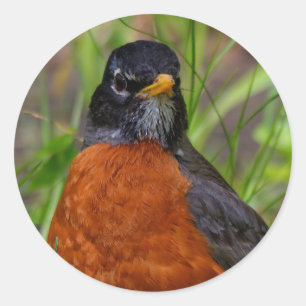 Sticker Rond Curieux oiseau-chanteur américain Robin dans l'her