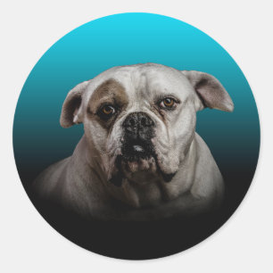 Sticker Rond Cute Boxer Dog w Blue Black Gradient arrière - pla