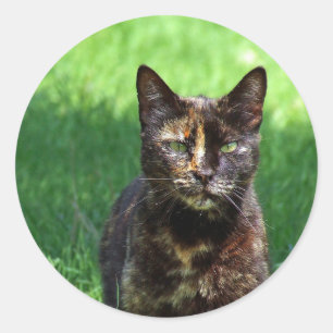 Sticker Rond Cute Brown Tortoiseshell Photo Chat