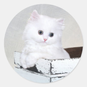 Sticker Rond Cute chaton persan blanc
