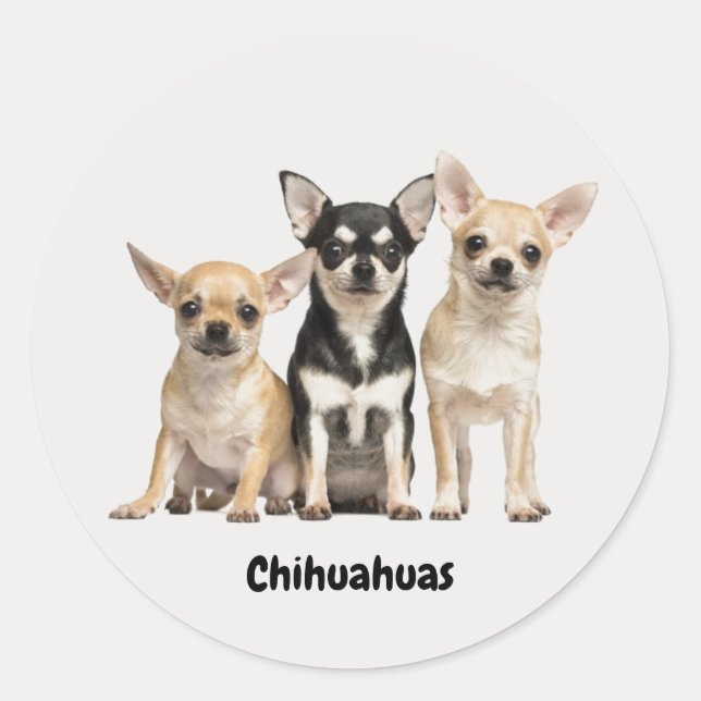 Sticker Rond Cute Chihuahua Pupplies (Devant)