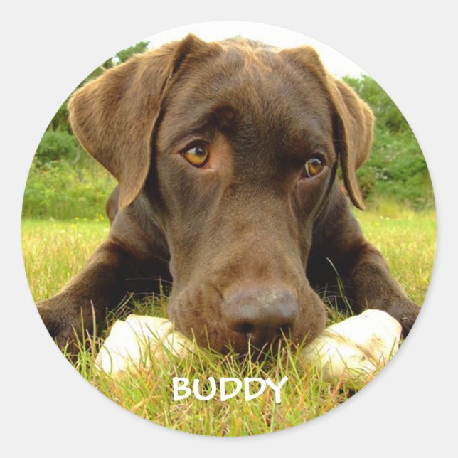 Sticker Rond Cute chocolat Labrador Custom (Devant)
