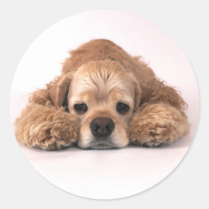 Sticker Rond Cute Cocker Spaniel