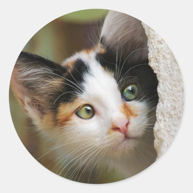 Sticker Rond Cute Curieux Chat Kitten Prying Eyes Portrait Phot (Devant)
