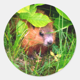 Sticker Rond Cute Curious Baby Groundhog Woodchuck