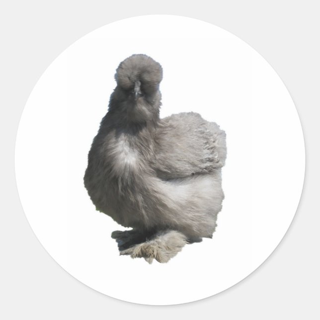 Sticker Rond Cute Fluffy Blue Silkie Poulet (Devant)