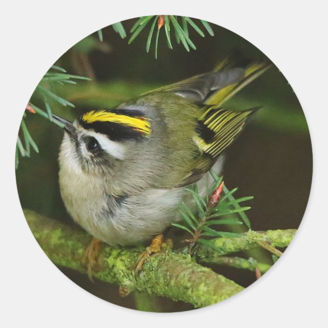 Sticker Rond Cute Kinglet Songbird Causes Stir in the Fir (Devant)