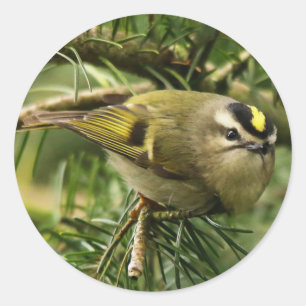 Sticker Rond Cute Kinglet Songbird Causes Stir in the Fir