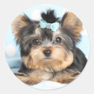 Sticker Rond Cute Little Tiny Yorkie Conception de la coupe