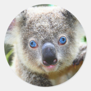 Sticker Rond Cute Ours Koala