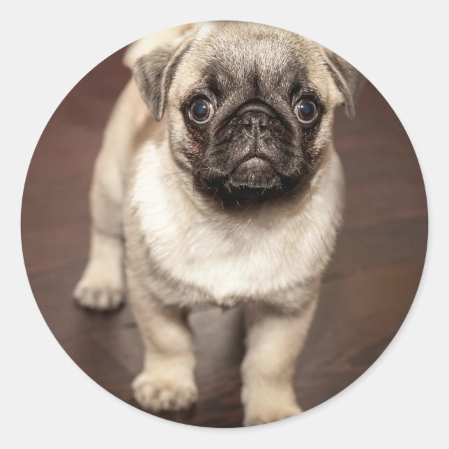 Sticker Rond Cute Pug Puppy Photo (Devant)