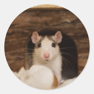 Sticker Rond Cute rat