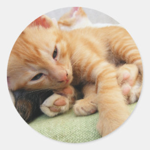 Sticker Rond Cute Tiger Stripe Kitten