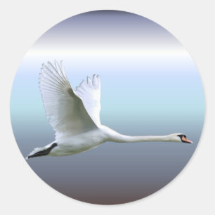 Sticker Rond Cygne blanc en plein vol