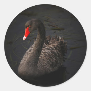 Sticker Rond Cygne noir