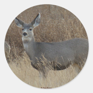 Sticker Rond D14 Mule Deer Doe