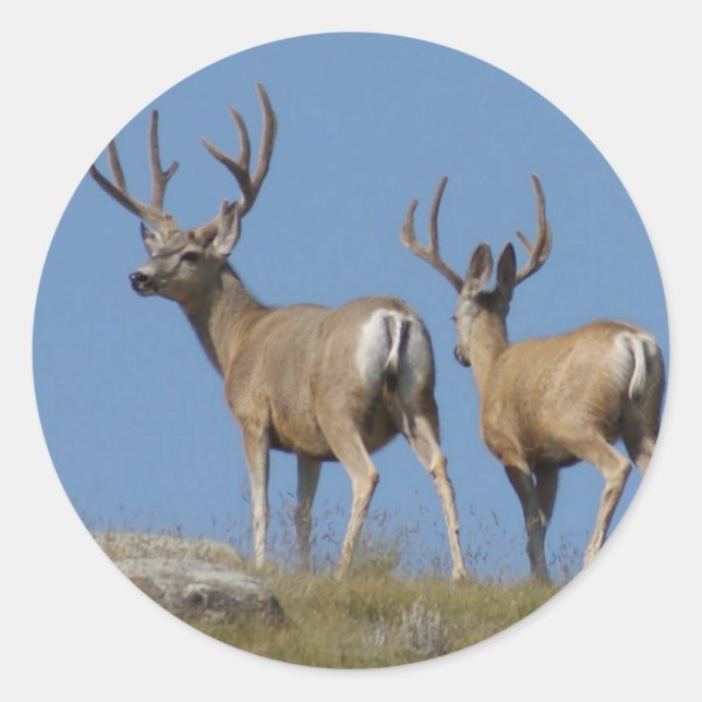 Sticker Rond D9 Mule Deer Bucks in Velvet (Devant)