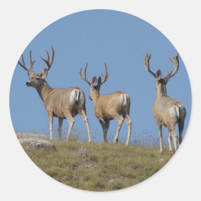 Sticker Rond D9 Mule Deer Bucks in Velvet (Devant)