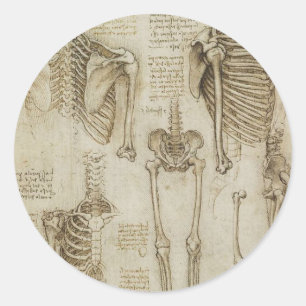 Sticker Rond Da Vinci : Skeleton humain Anatomy Sketches