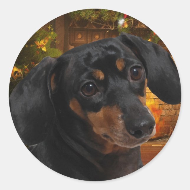 Sticker Rond Dachshund (Devant)