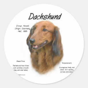Sticker Rond Dachshund (longhair) Conception de l'histoire