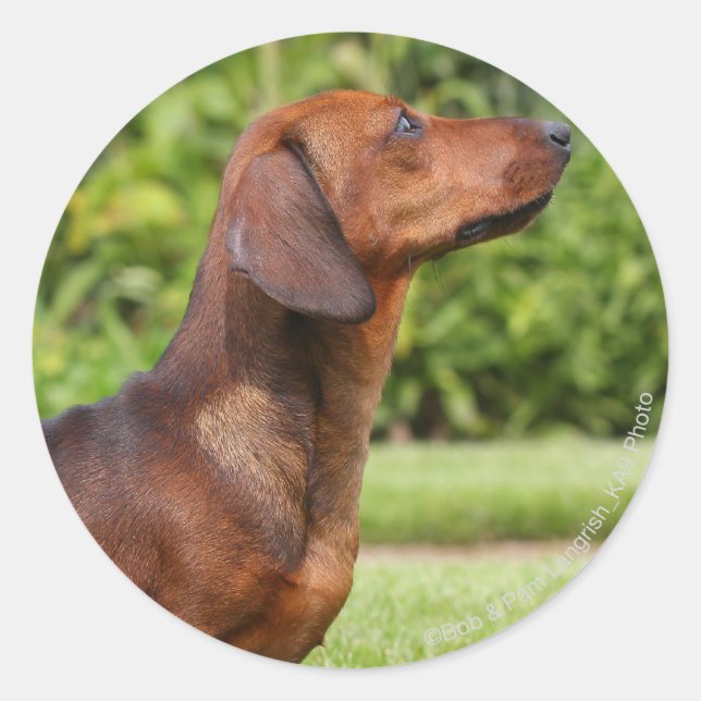Sticker Rond Dachshund miniature à poil lisse (Devant)