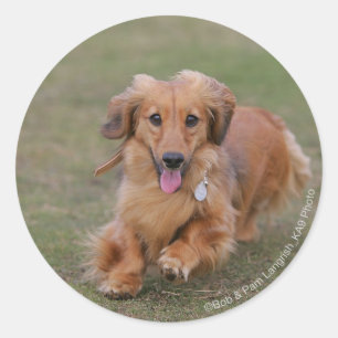 Sticker Rond Dachshund Miniture en cours d'exécution