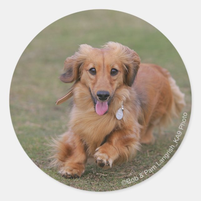 Sticker Rond Dachshund Miniture en cours d'exécution (Devant)