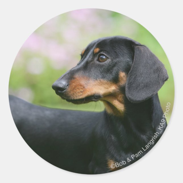 Sticker Rond Dachshund noir et tean Miniture 2 (Devant)