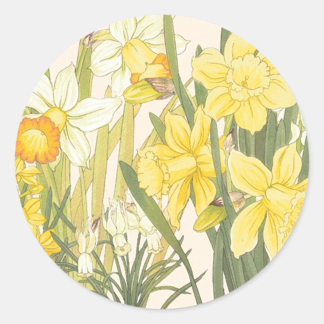 Sticker Rond Daffodiles jaunes (Devant)