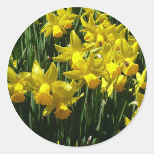 Sticker Rond Daffodiles Jaunes I Fleurs De Printemps Cheveux