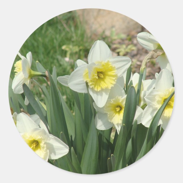 Sticker Rond Daffodils blancs (Devant)