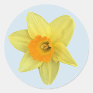 Sticker Rond Daffodique de printemps jaune