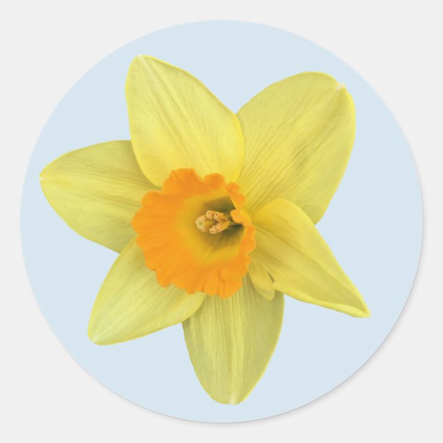 Sticker Rond Daffodique de printemps jaune (Devant)