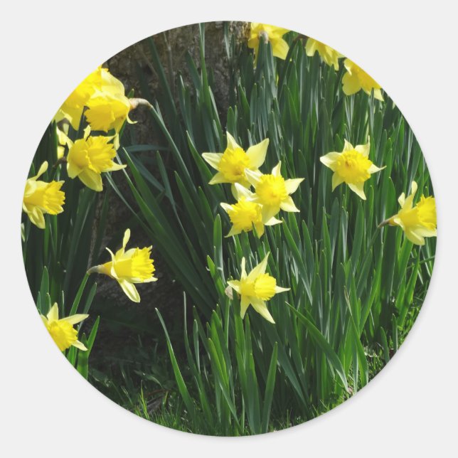 Sticker Rond Daffodiques de printemps (Devant)