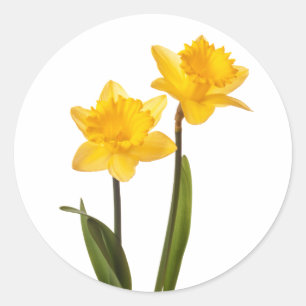 Sticker Rond Daffodiques de printemps jaune sur blanc