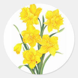 Sticker Rond Daffodiques jaunes
