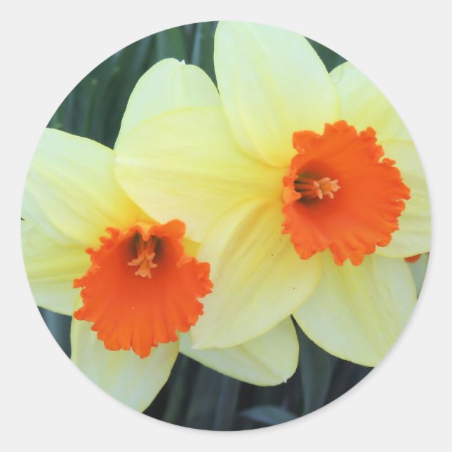 Sticker Rond Daffodiques jaunes et orange (Devant)